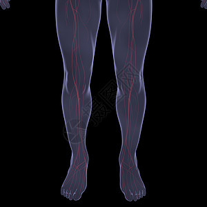 X光照片 一个人的X光图片科学身体胸部技术男性生物学插图冒号药品腹部图片