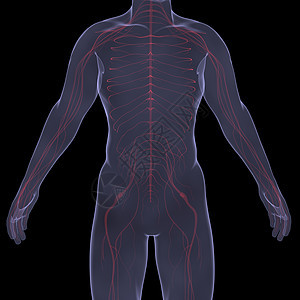 X光照片 一个人的X光图片生物学胸部附录器官科学男性考试胆量冒号解剖学图片