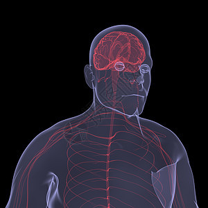 X光照片 一个人的X光图片绘画解剖学男人科学身体药品附录蓝色冒号诊断图片
