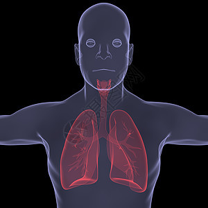 X光照片 一个人的X光图片绘画胆量胸部男人附录地区生物学扫描药品科学图片