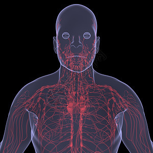 X光照片 一个人的X光图片解剖学科学胸部男人内分泌生物学考试技术男性蓝色图片