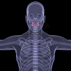 X光照片 一个人的X光图片胆量地区附录器官生物学插图科学扫描男性绘画图片