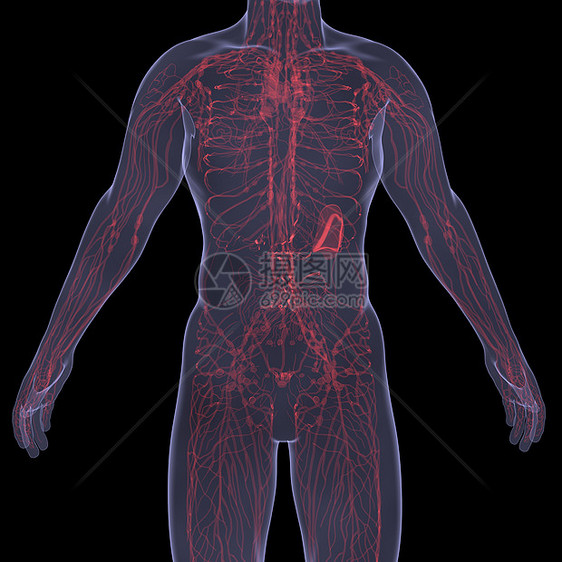 X光照片 一个人的X光图片科学男性胆量器官绘画冒号解剖学地区胸部技术图片
