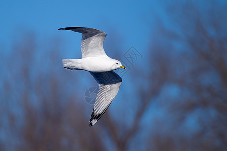 海鸥 在蓝天空中飞翔辉光蓝色航班羽毛翼展翅膀动物自由太阳海鸟图片