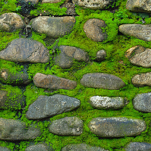 旧石墙苔藓日光岩石树叶植物地衣绿色草地杂草孢子图片