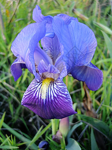 蓝胡子伊里斯植被鸢尾鸢尾花胡子紫色宏观植物蓝色图片