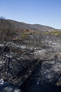 燃烧林分支机构蓝色破坏枝条天空树木荒野烧伤森林煤炭图片