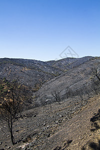 燃烧林树木晴天分支机构煤炭荒野黑色破坏爬坡灾难天空图片