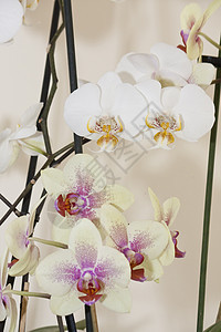 兰花杂交美丽白色粉色植物植物学热带花瓣黄色紫色图片