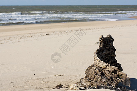 沙滩上的树桩浮木支撑木材树干海滩漂移垃圾海岸线环境天空图片