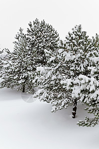 Fir 树冬令树枝林地枞树寒意松树冻结寒冷大雪针叶图片