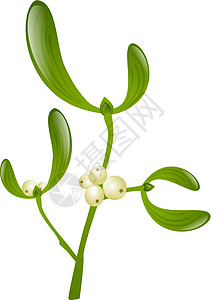 密寄托 Mistlete插图绿色植物浆果叶子植物群背景图片
