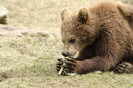 年轻的棕熊吃东西毛皮食肉荒野公园力量哺乳动物打猎捕食者动物动物学图片