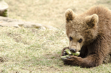 年轻的棕熊吃东西动物哺乳动物生物危险动物学捕食者打猎食肉公园毛皮图片