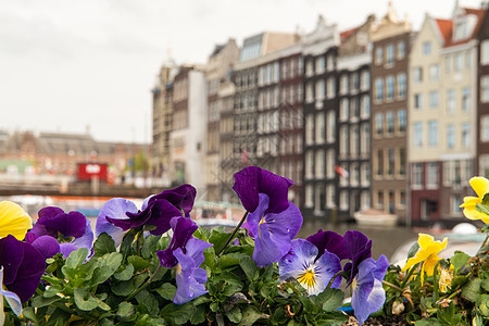 荷兰 荷兰阿姆斯特丹典型的建筑物和多彩鲜花图片
