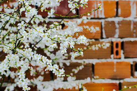 燃烧的羽流生活白色植物雌蕊季节花园砖块绿色花瓣叶子图片