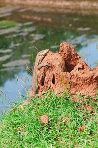 斯里兰卡 瓦兰努斯野生植物的肖像异国怪物恐龙野生动物蜥蜴爬虫动物皮肤尾巴濒危图片