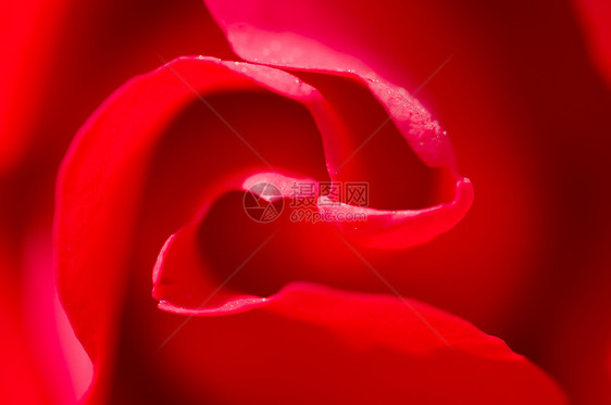 红玫瑰花瓣芳香褶皱玫瑰礼物周年魅力植物疗法婚礼香水图片