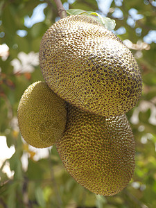 胡图果热带生长水果食物菠萝蜜植物群叶子图片