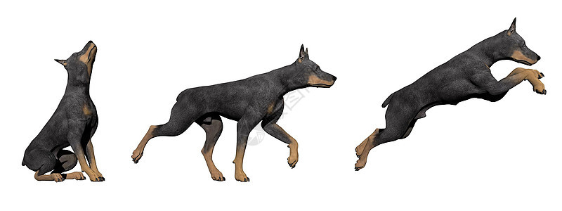 杜宾犬 - 3D 渲染图片