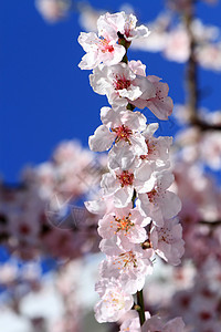 春树花花图片