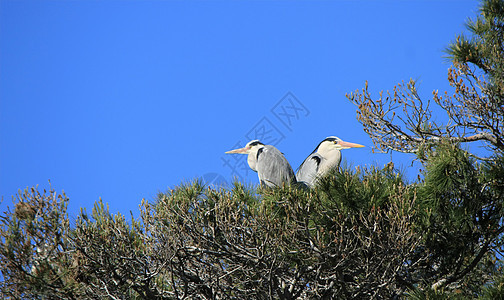 法国卡马格Camargue一棵树上的海隆羽毛眼睛天空场景野生动物动物群苍鹭蓝色环境水禽图片