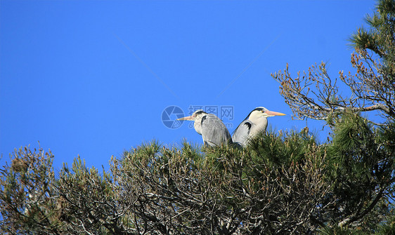 法国卡马格Camargue一棵树上的海隆羽毛眼睛天空场景野生动物动物群苍鹭蓝色环境水禽图片