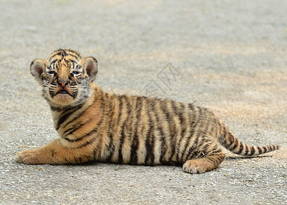 幼老虎毛皮生物野猫濒危野生动物豹属哺乳动物食肉猫科动物幼兽图片