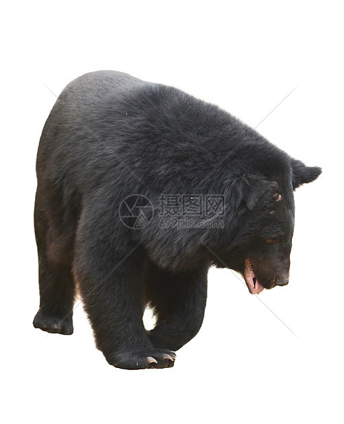 亚非黑熊俘虏月亮花园爪子危险外套食肉情调野生动物动物图片