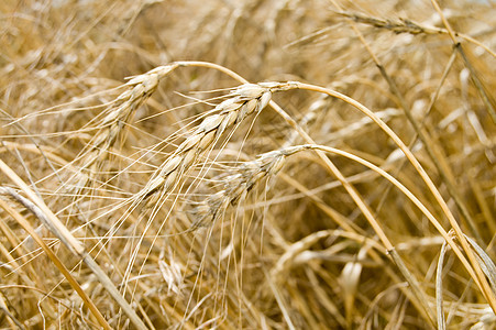 成熟小麦玉米谷物农业天气太阳阳光金子农场干草土地图片