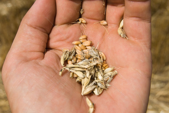 手拿的麦子农学家植物小麦食物金子谷物职业农业生长场地图片