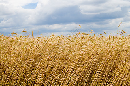 小麦田金子小麦食物农场稻草烘烤季节玉米种子环境图片