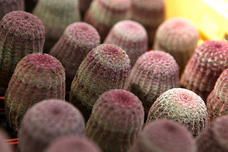 仙人掌植物群图片气候免版税荆棘球形摄影股票太阳植物图片