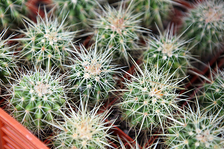 仙人掌植物免版税绿色球形照片气候黄色植物群太阳摄影图片