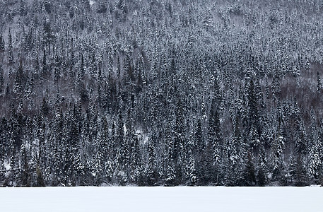 树树纹理森林美丽树木场景粉雪枞树图片