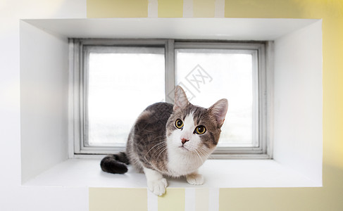 窗口中的猫长方形动物灰色宠物家畜条纹黄色地下室灰猫黄眼睛图片