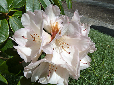 白花和粉红花花瓣质量粉色植物图片