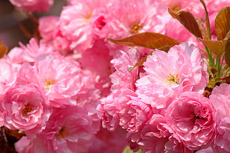 日本樱桃树花花朵植物群花园粉色樱花宏观图片