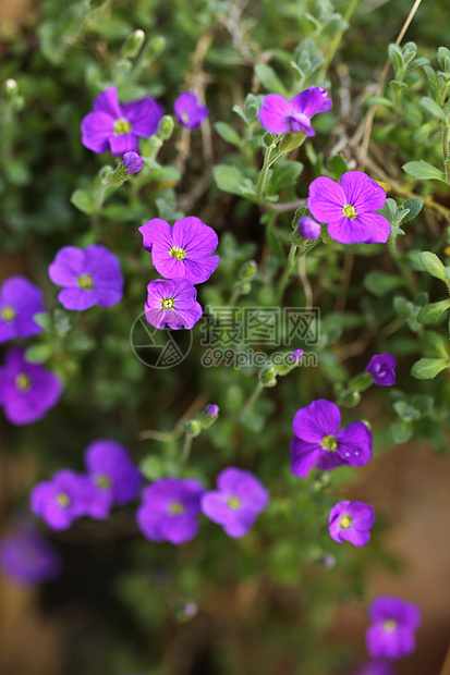 紫花花植物树叶植物群花瓣花朵叶子生长日光紫色多叶图片
