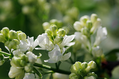 白银色花朵缝合植物群宏观压痛花瓣花园植物园艺生长礼物植物学图片