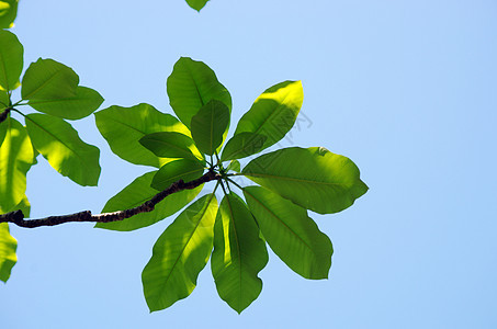 蓝色的天空中闪亮的木兰树叶环境玉兰阳光乡村叶子森林生物白色植物植物群图片