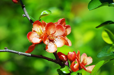 一朵小红鸡尾花的特写玫瑰叶子食物季节枝条宏观水果植物派对框架图片