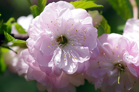 樱花盛开的花朵图片