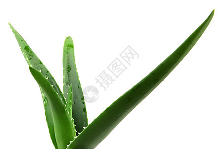 Aloe 阴阳叶子草本护理草本植物生长植物医疗活力植物学皮肤图片