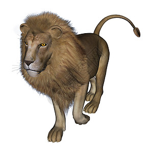 狮子卡通片荒野野生动物男性生物鬃毛猎人危险国王香椿图片