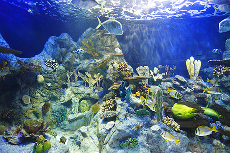 珊瑚礁上的热带鱼类荒野假期海洋生活旅游海葵旅行团体水族馆野生动物图片