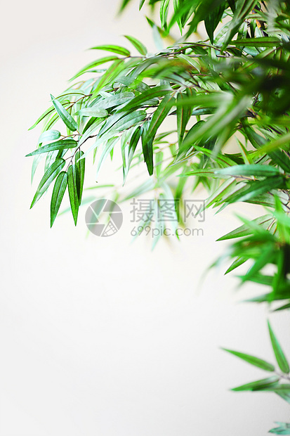 竹子植物叶子公园森林木头植物群活力树林文化丛林图片