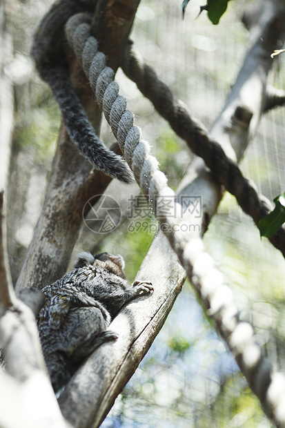 Koala在树上拥抱绳索濒危动物登山者考拉桉树叶子毛皮哺乳动物图片