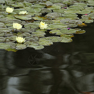 黄水百合季节荒野植物树叶花园异国荷花花瓣公园热带图片