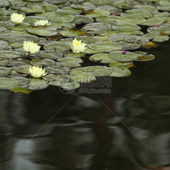 黄水百合季节荒野植物树叶花园异国荷花花瓣公园热带图片